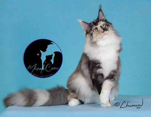 Logo for MicoliCoon Cattery 